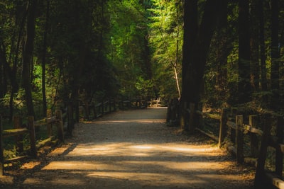 gray pathway in between green trees during daytime